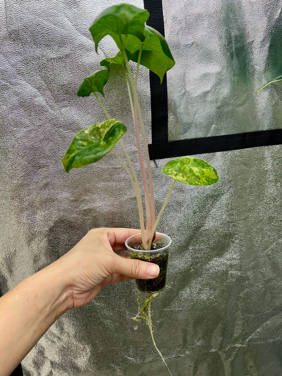 Alocasia Pink Dragon Aurea