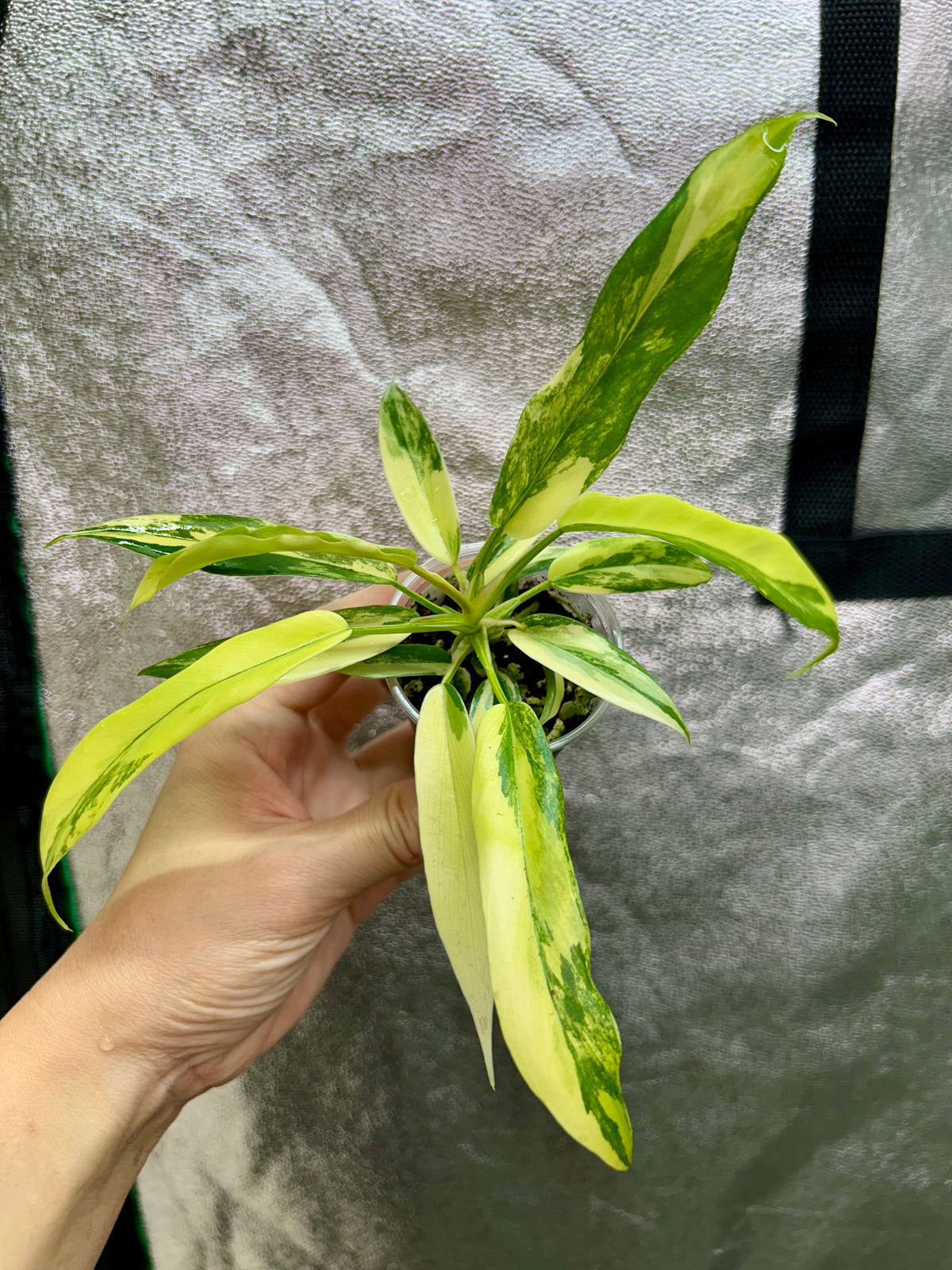 Florida Beauty x Tortum Philodendron