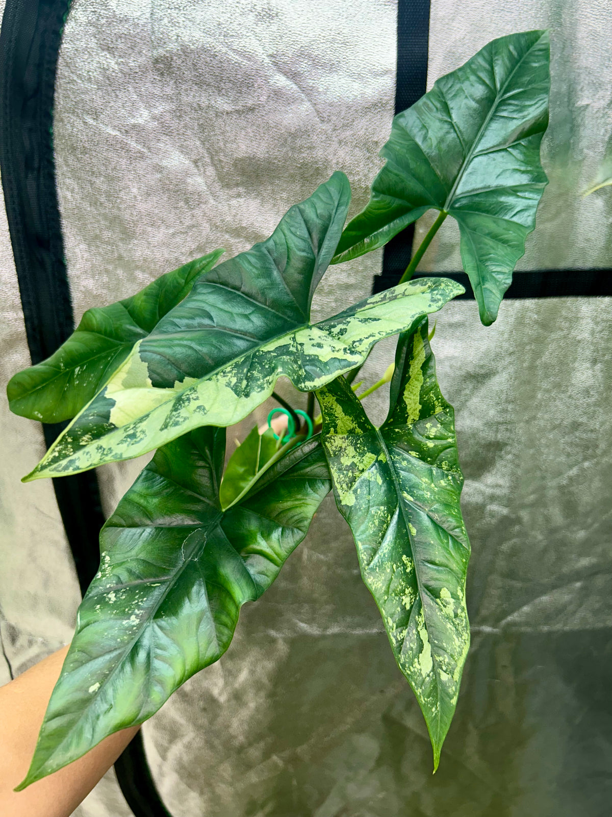 Alocasia Simpo Albo