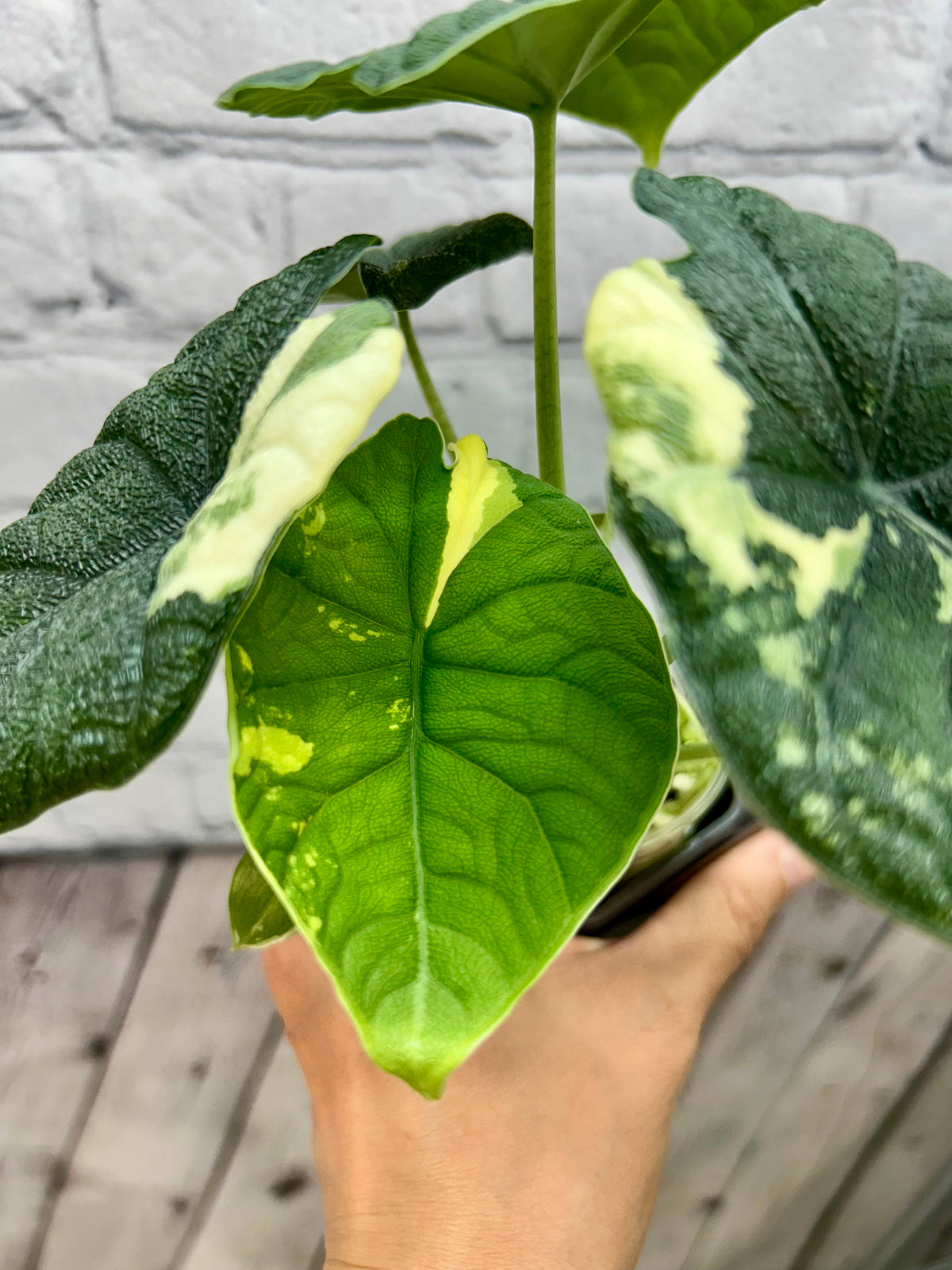 Alocasia Melo Albo