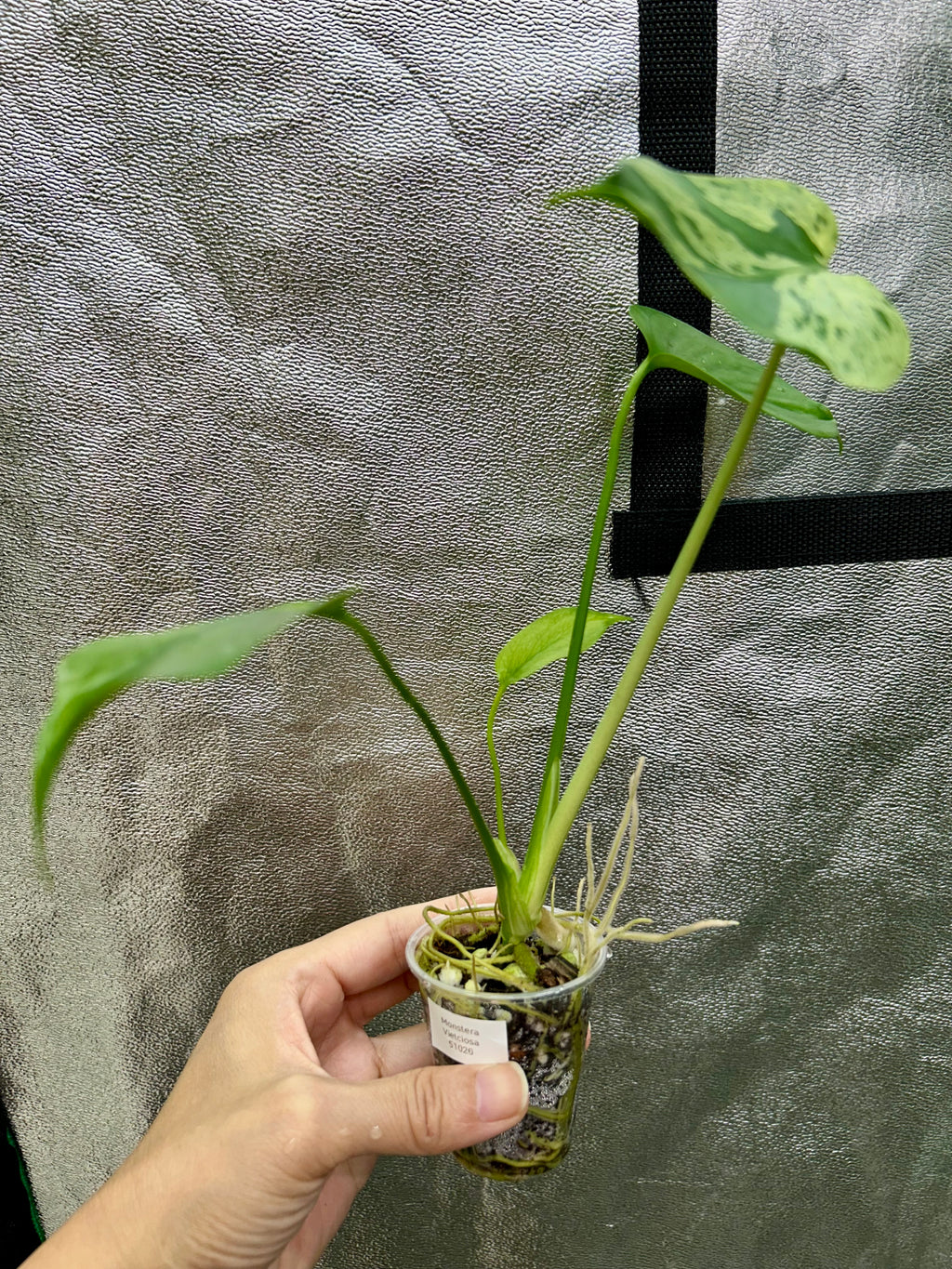 Monstera Vietciosa