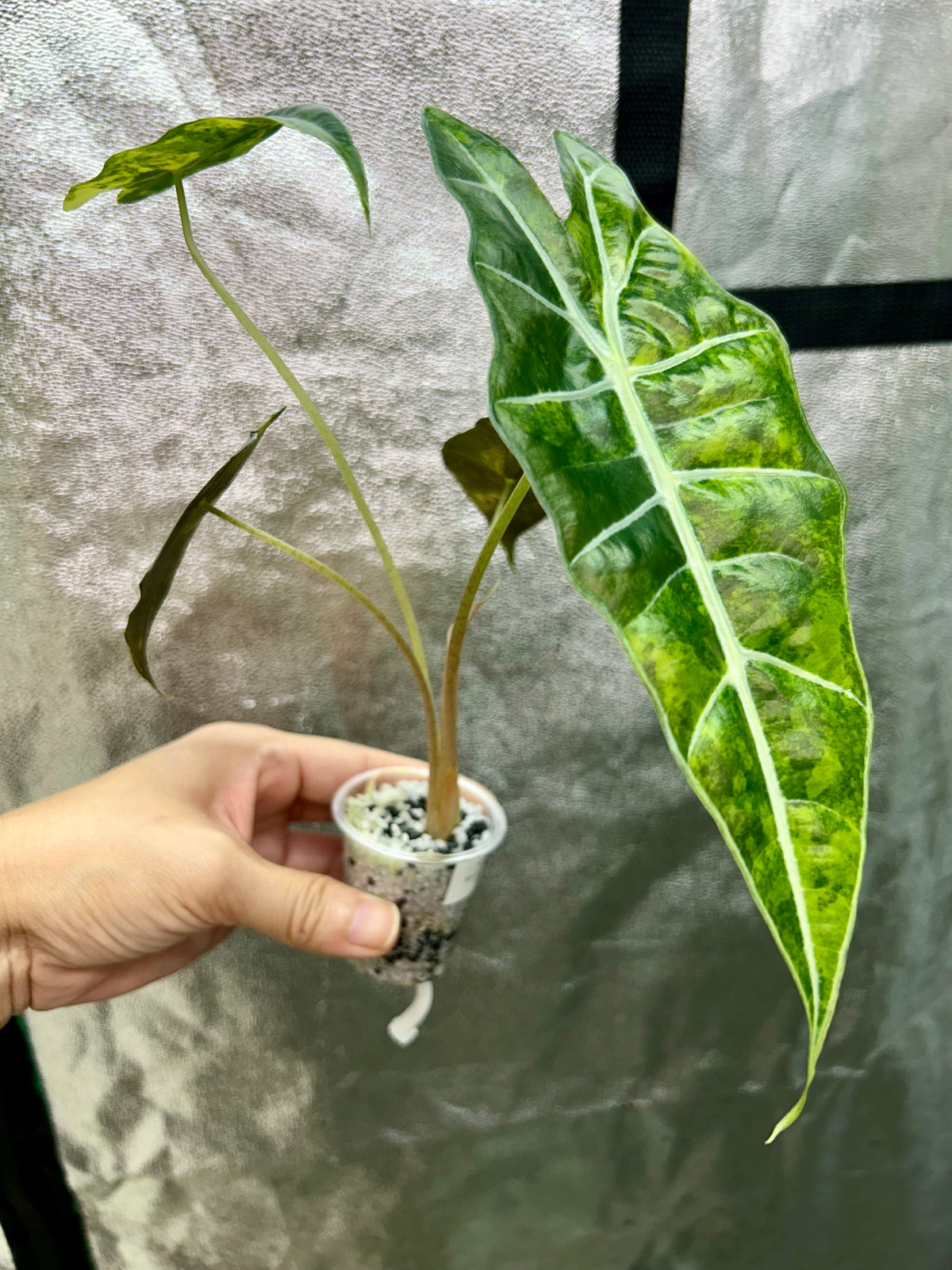 Alocasia Sanderiana Bull Aurea