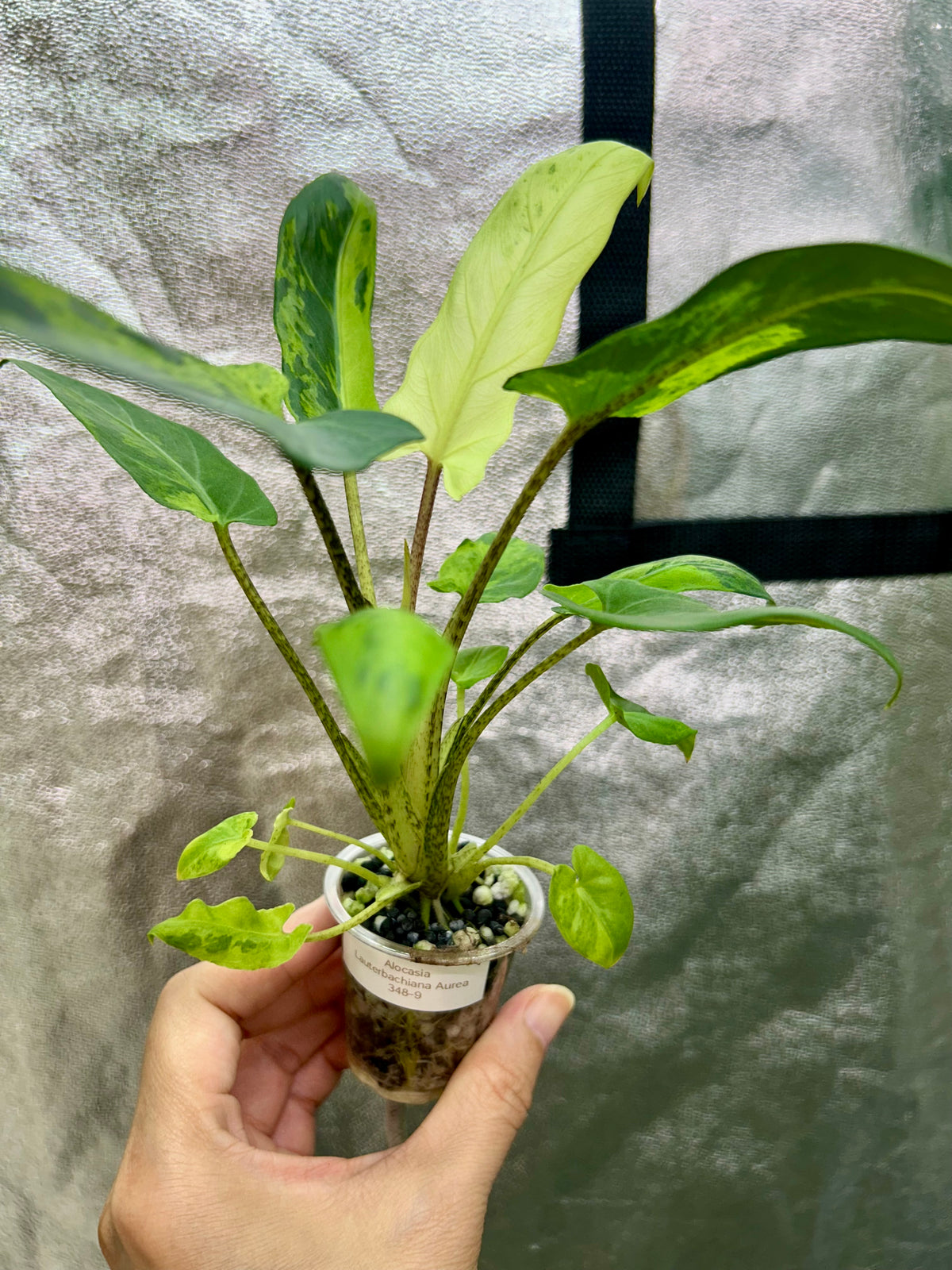 Alocasia Lauterbachiana Aurea