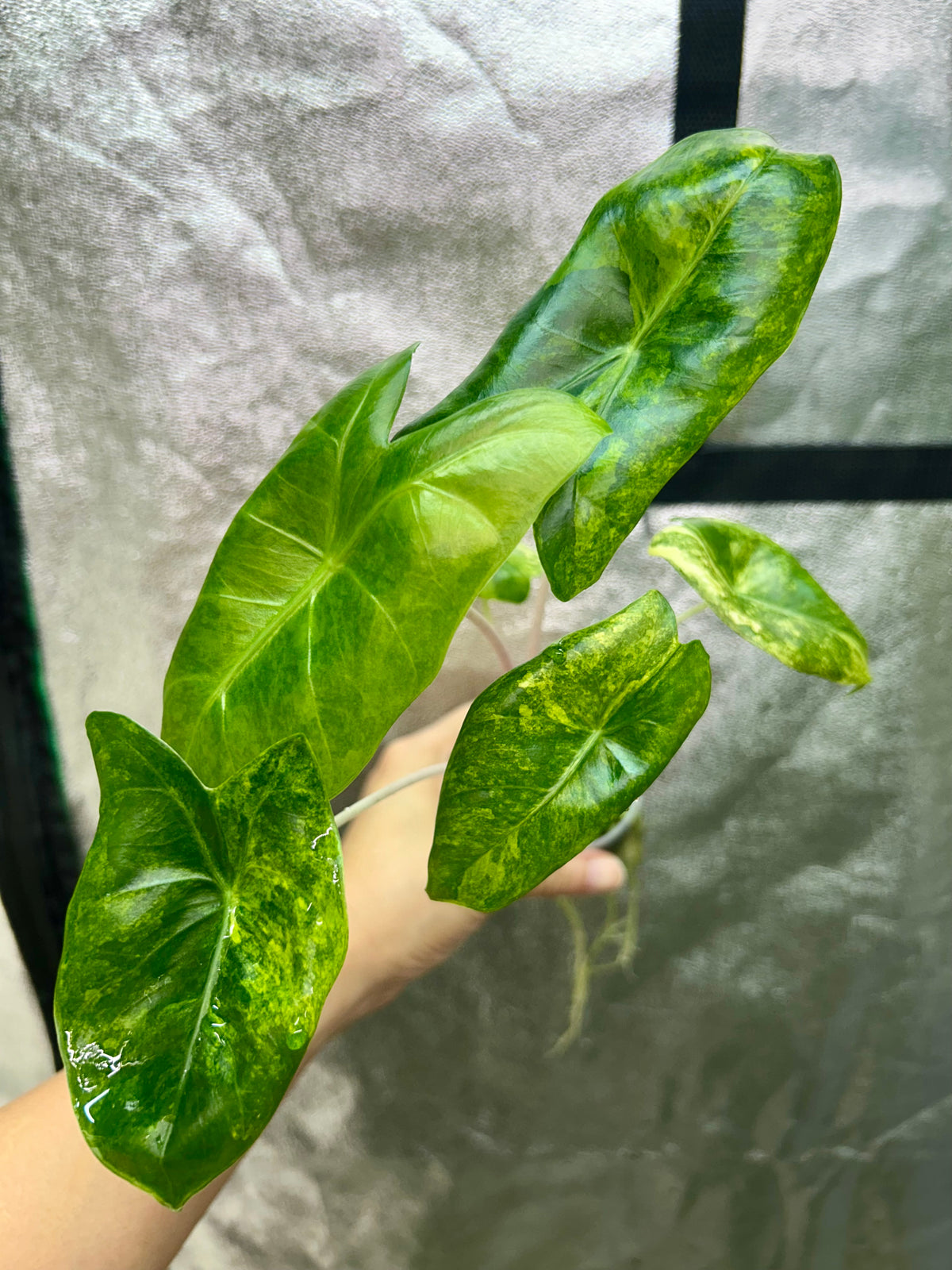 Alocasia Pink Dragon Aurea