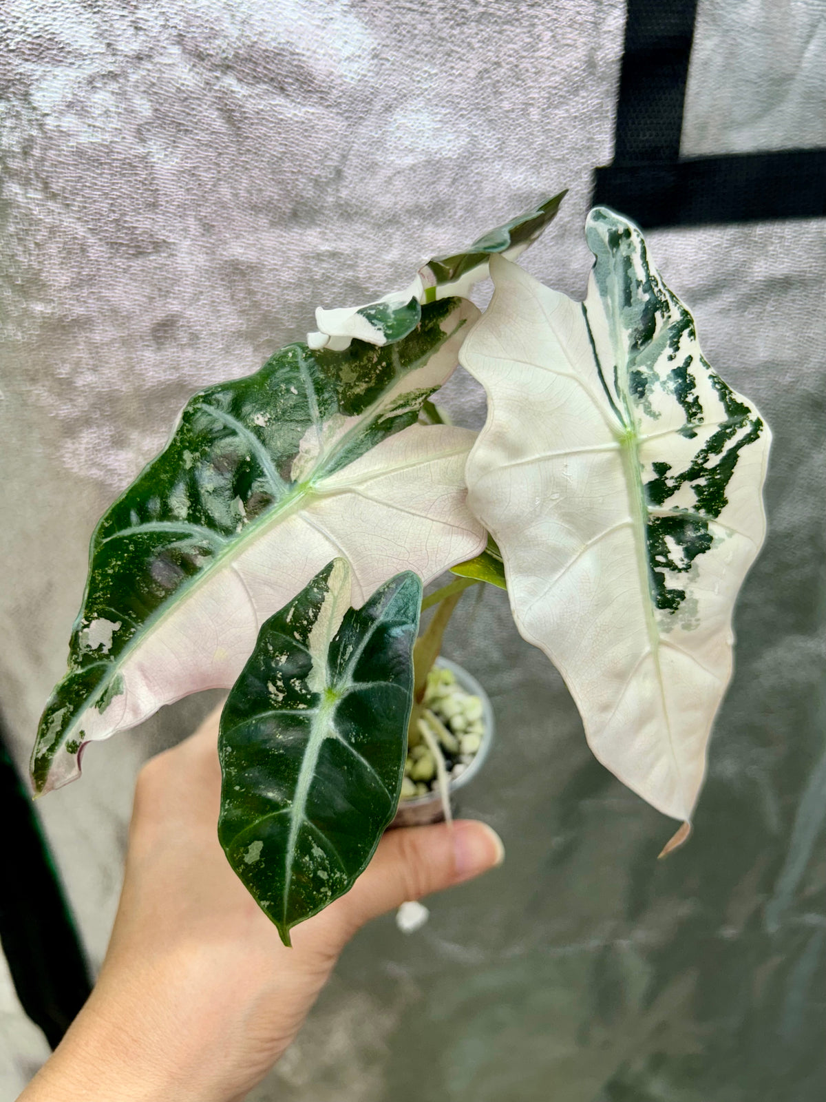 Alocasia Polly Pink Snowflake