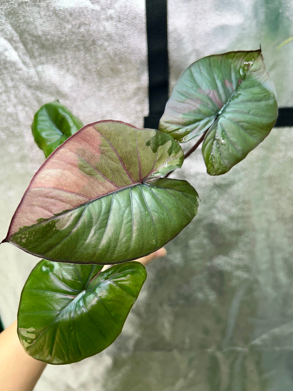 Alocasia Serendipity Pink