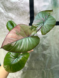 Alocasia Serendipity Pink