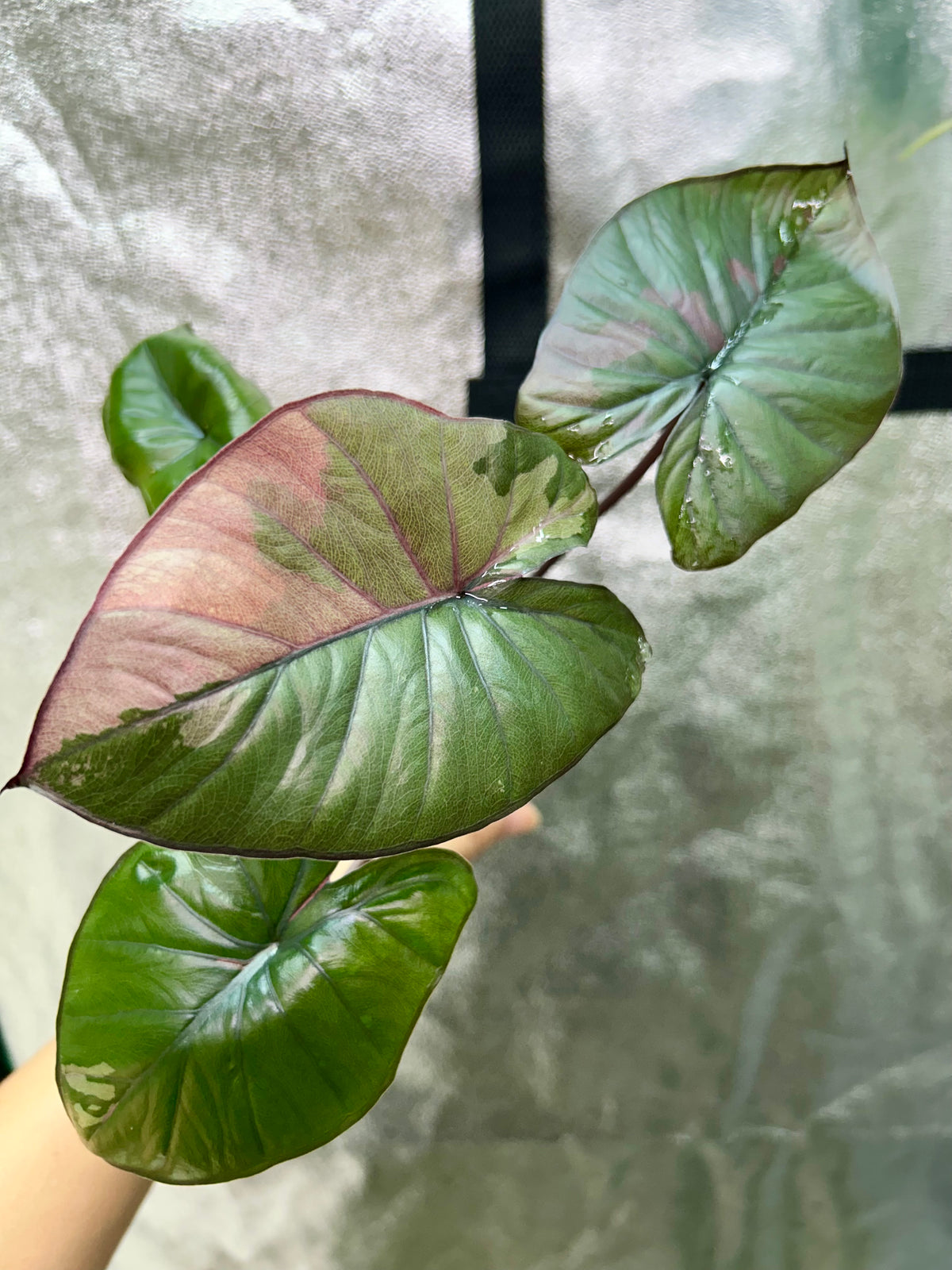 Alocasia Serendipity Pink