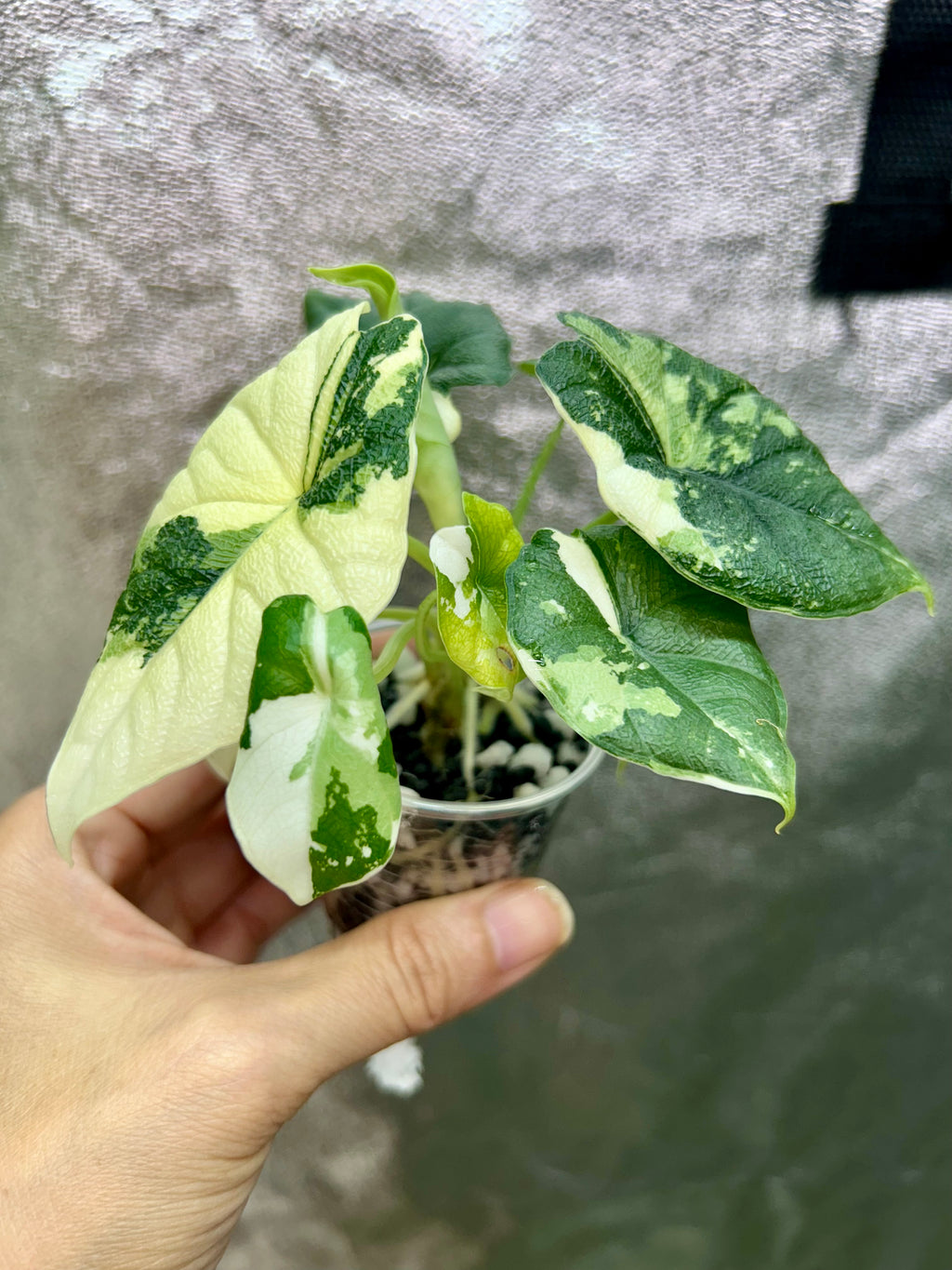 Alocasia Melo Albo