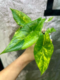 Alocasia Scalprum Aurea