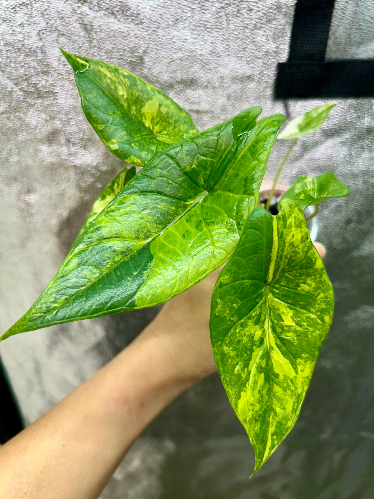 Alocasia Scalprum Aurea