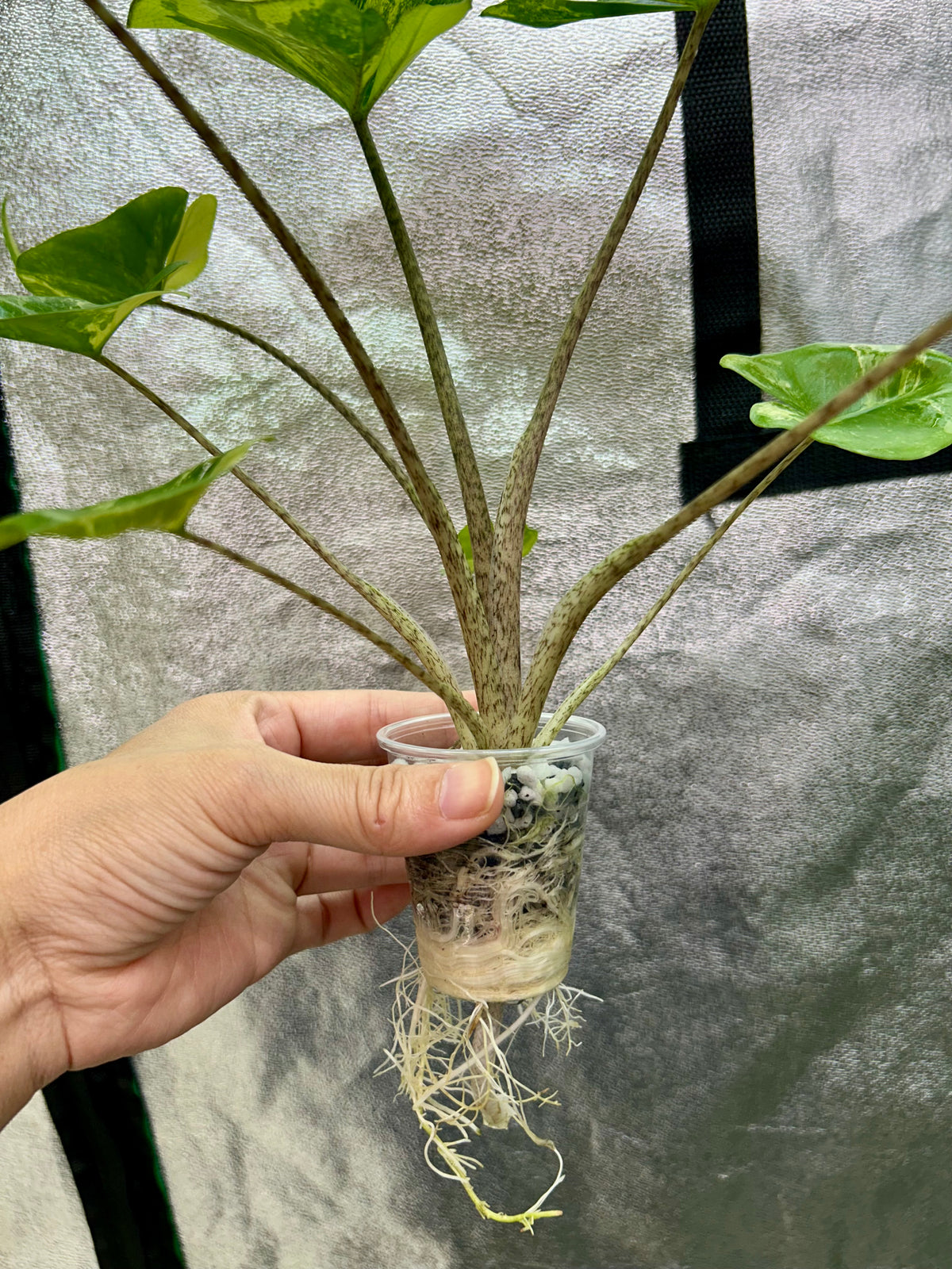 Alocasia Stingray Aurea