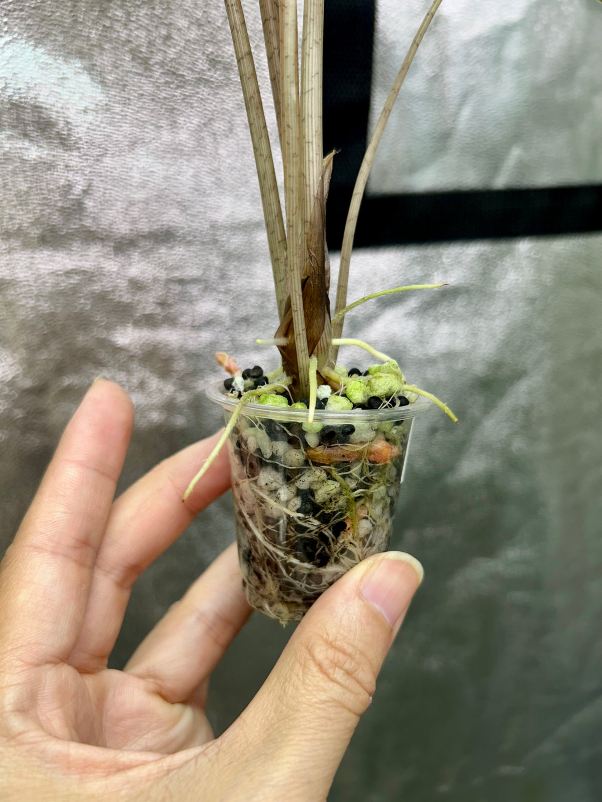 Alocasia Sanderiana Nobilis Pink