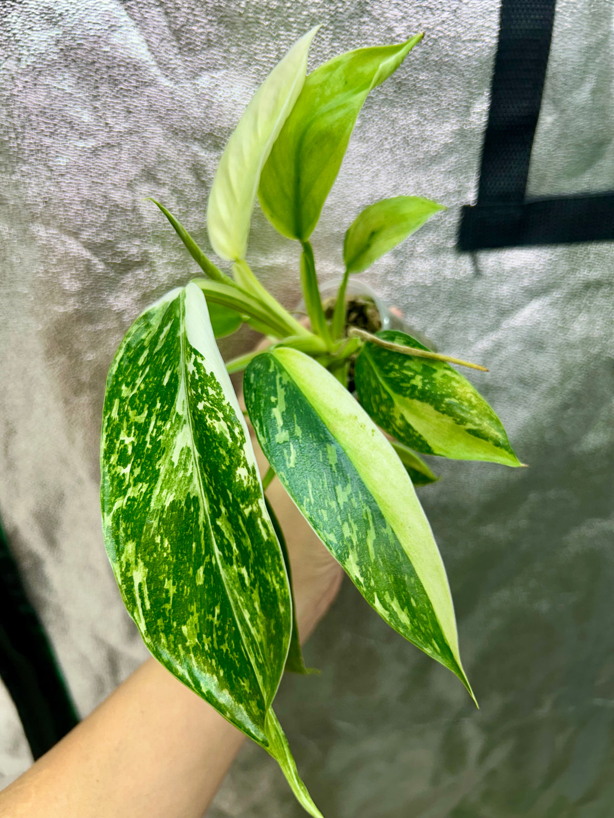 Philodendron Jose Buono