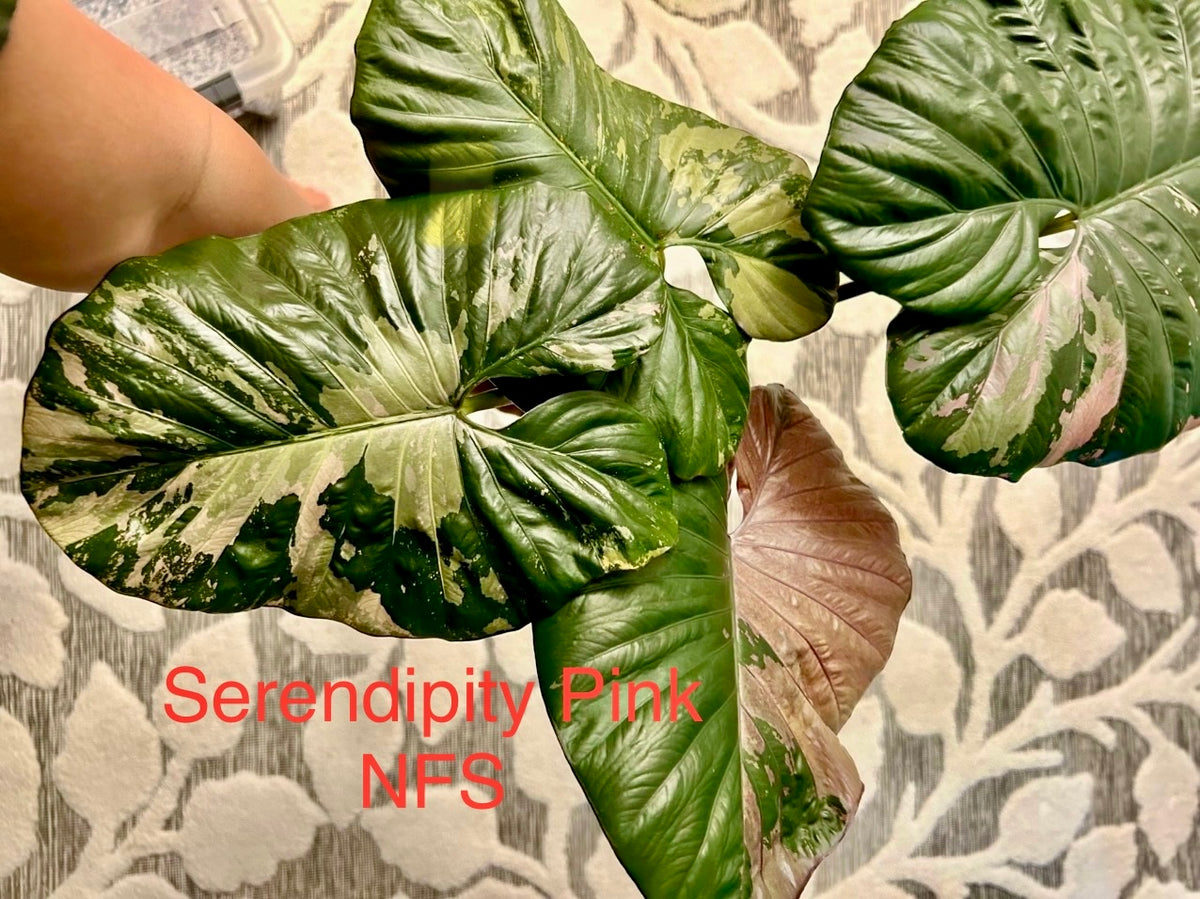 Alocasia Serendipity Pink