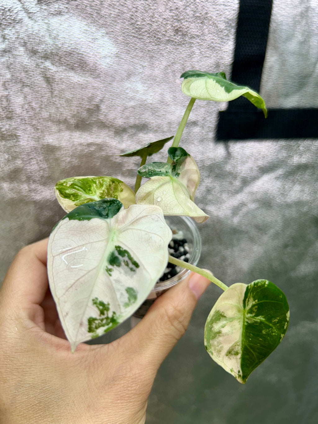 Pink Balloon Heart Philodendron