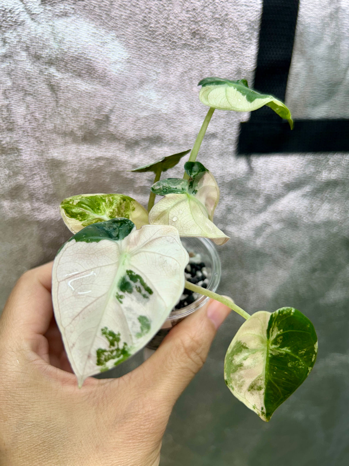 Pink Balloon Heart Philodendron