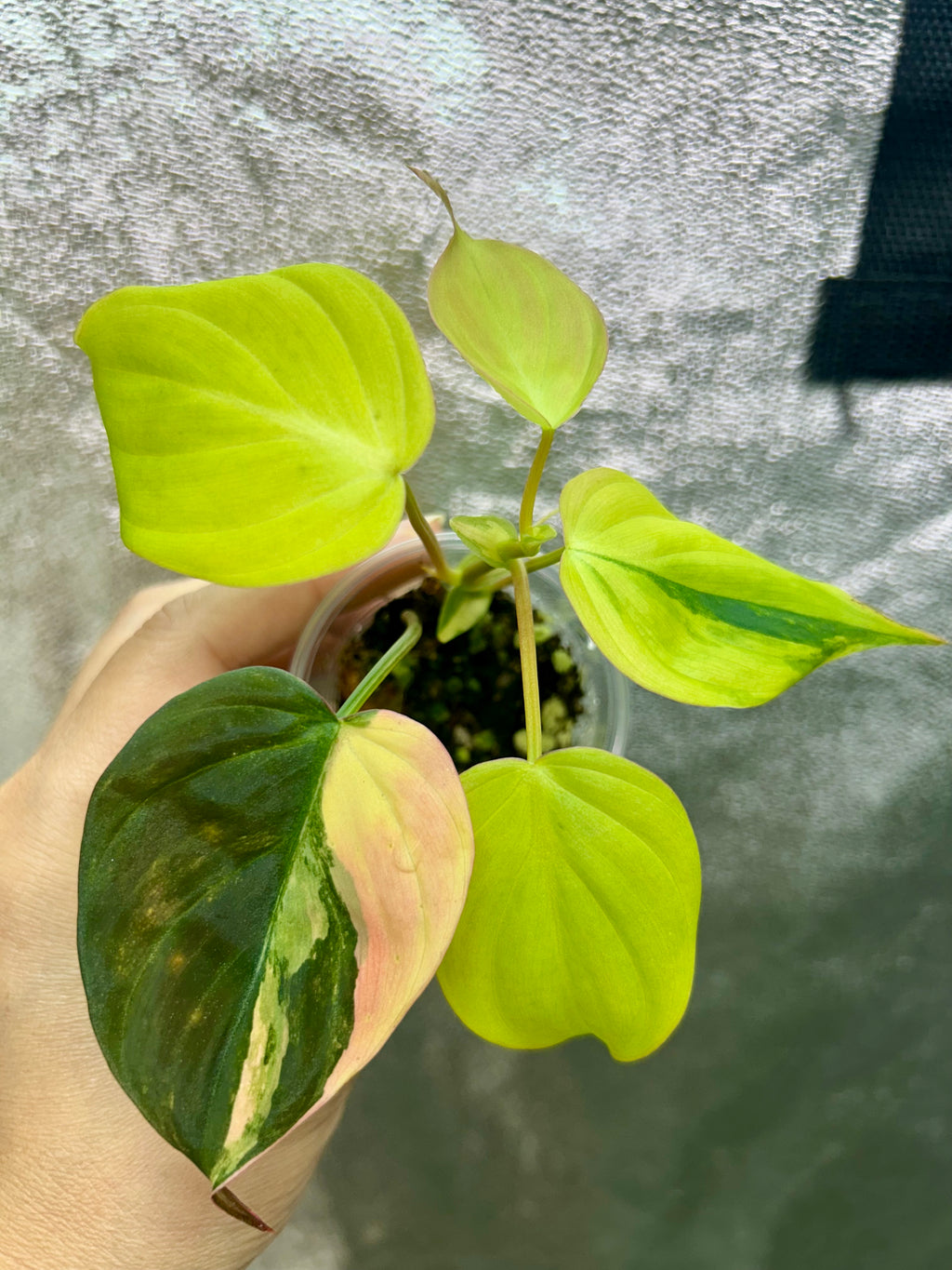 Philodendron Micans Aurea