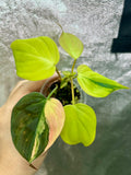 Philodendron Micans Aurea