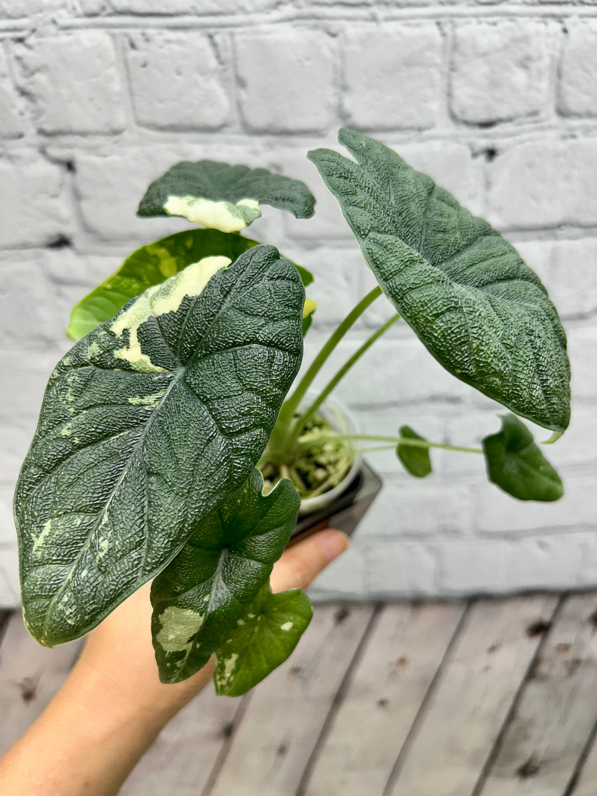 Alocasia Melo Albo