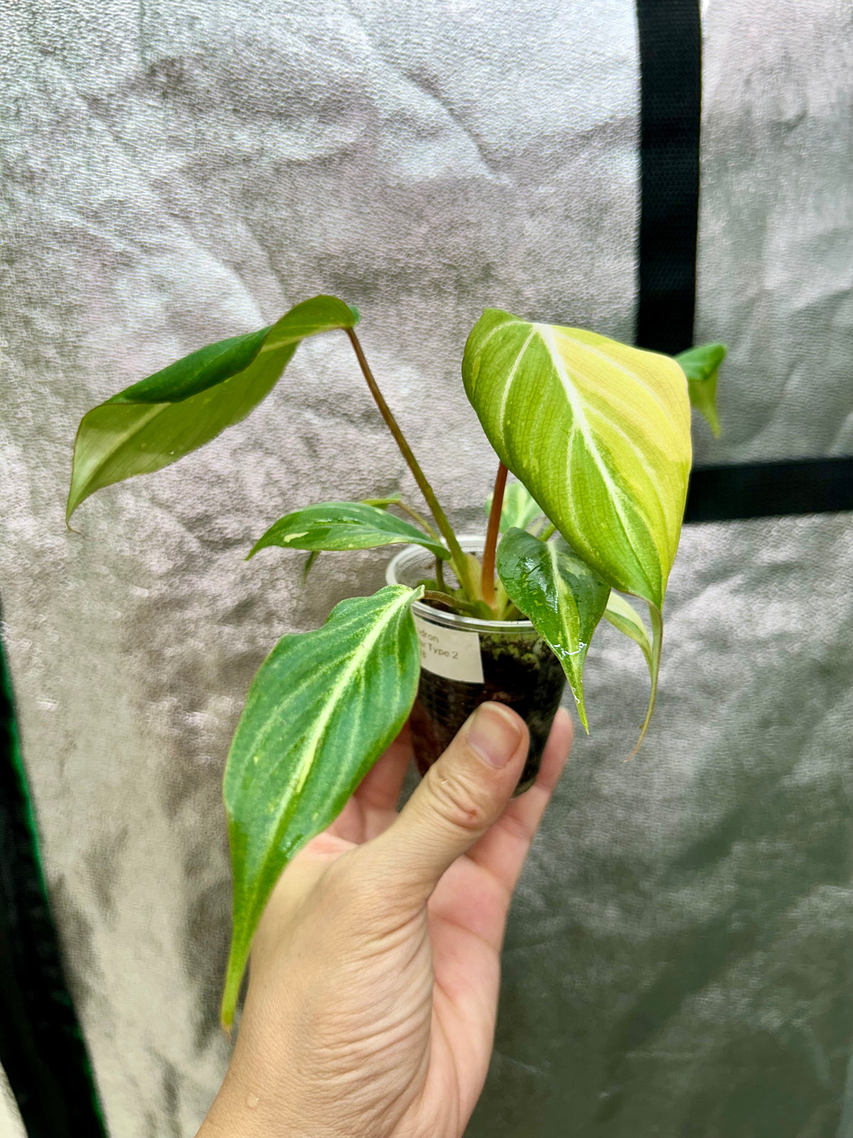 Gloriosum Tricolor Type 2