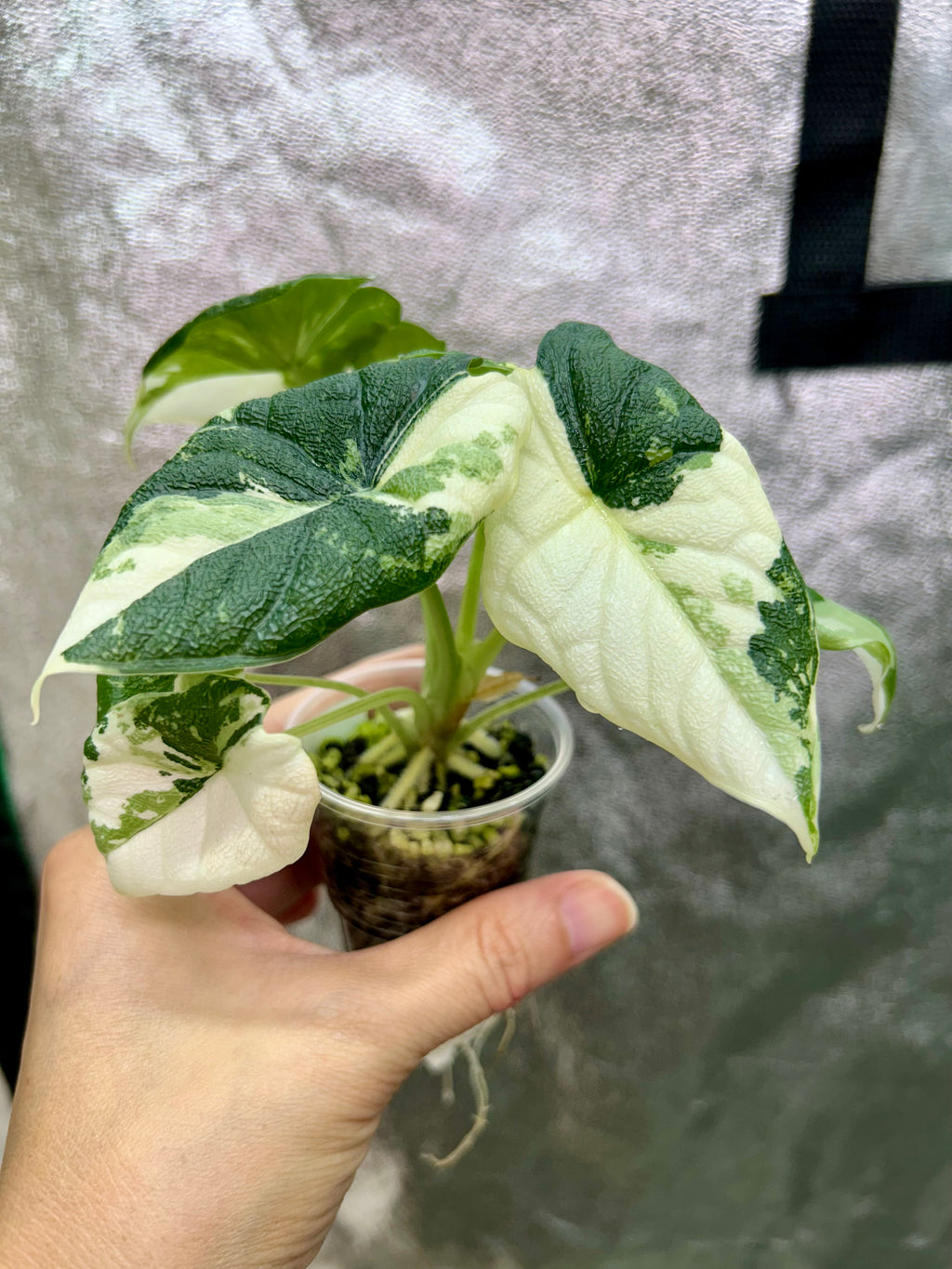 Alocasia Melo Albo