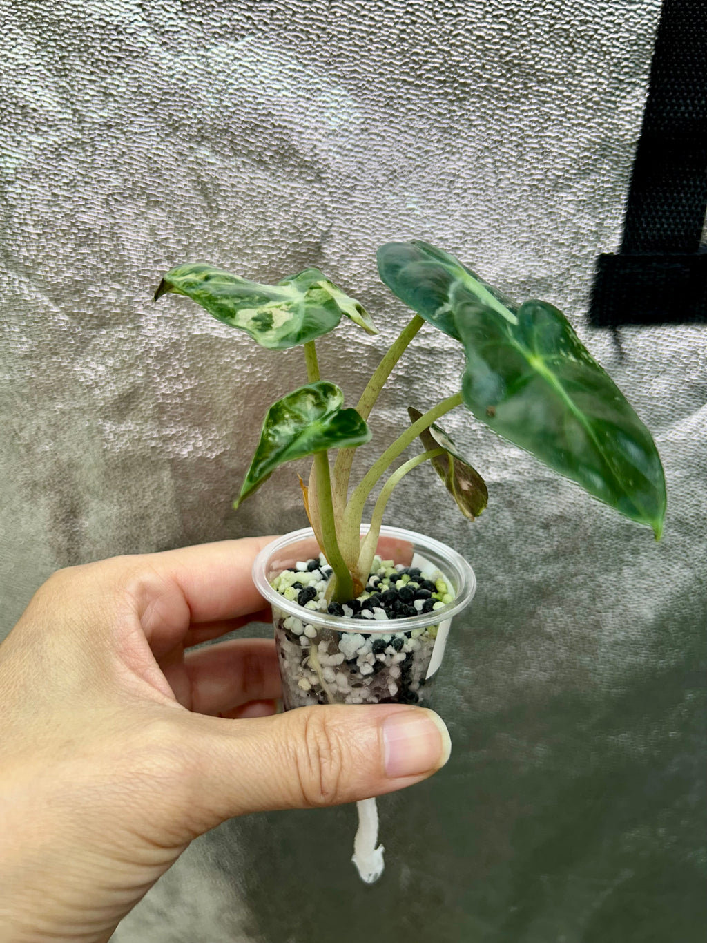 Pink Balloon Heart Philodendron