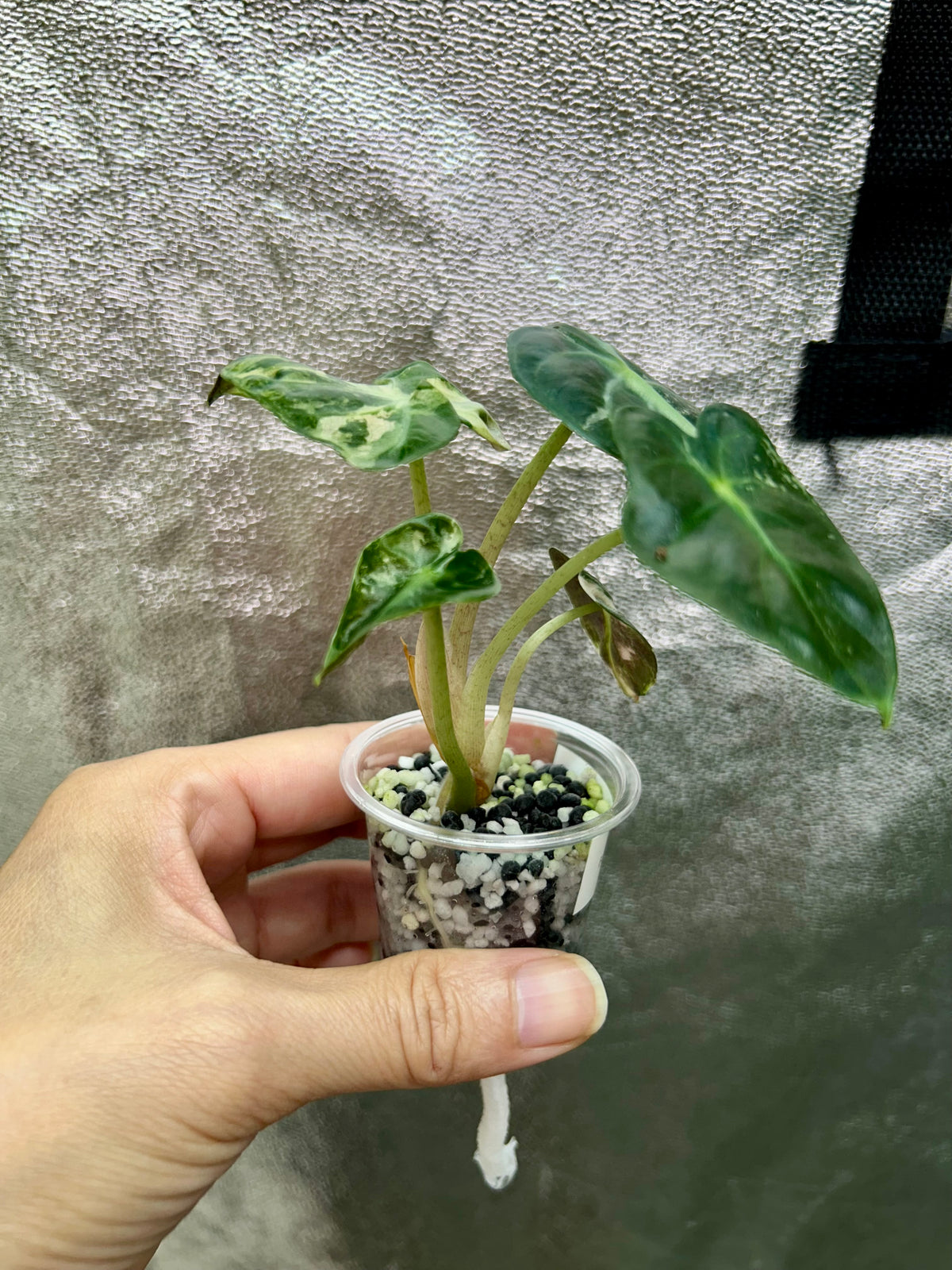 Pink Balloon Heart Philodendron