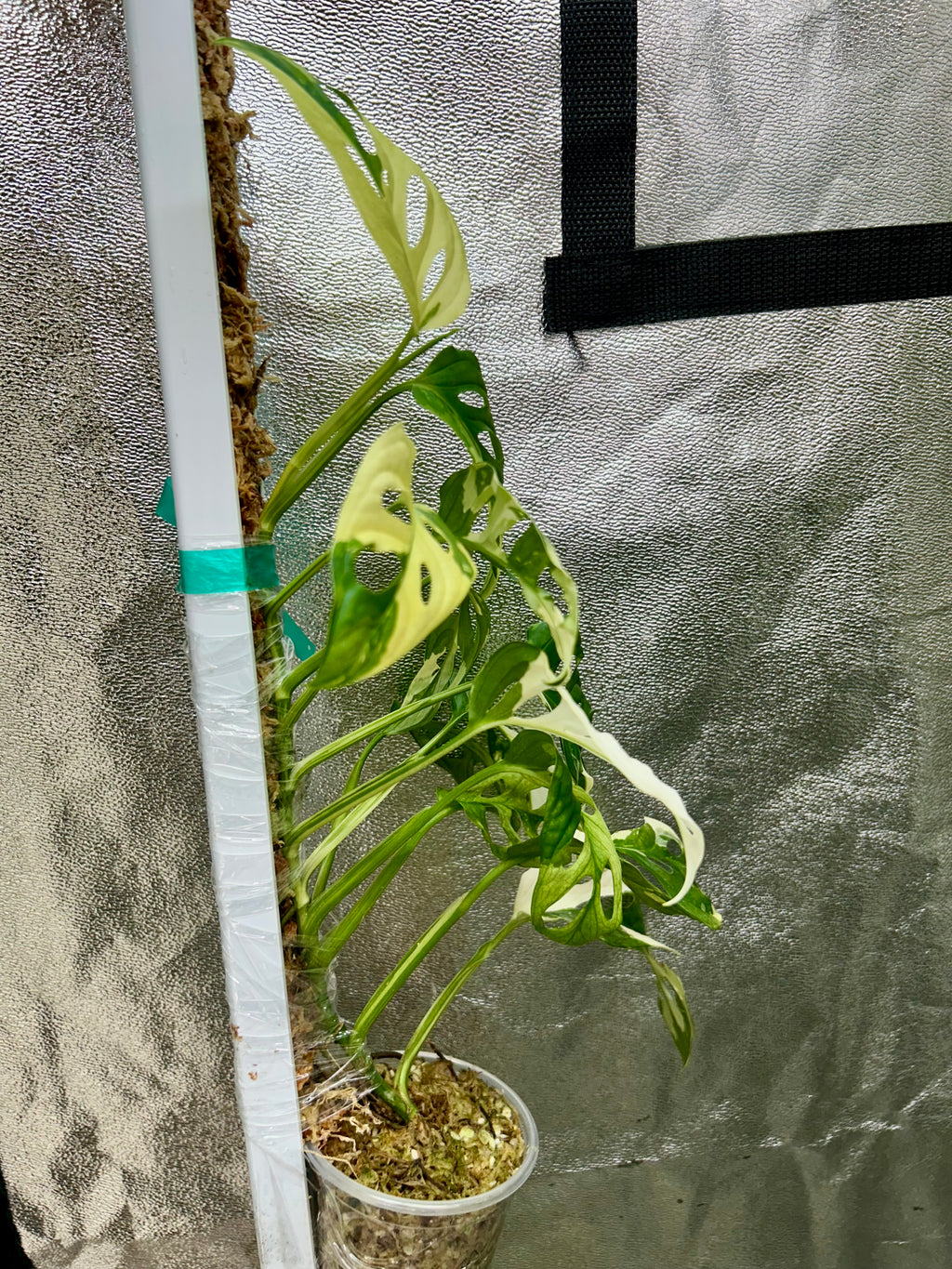 Monstera Adansonii Albo