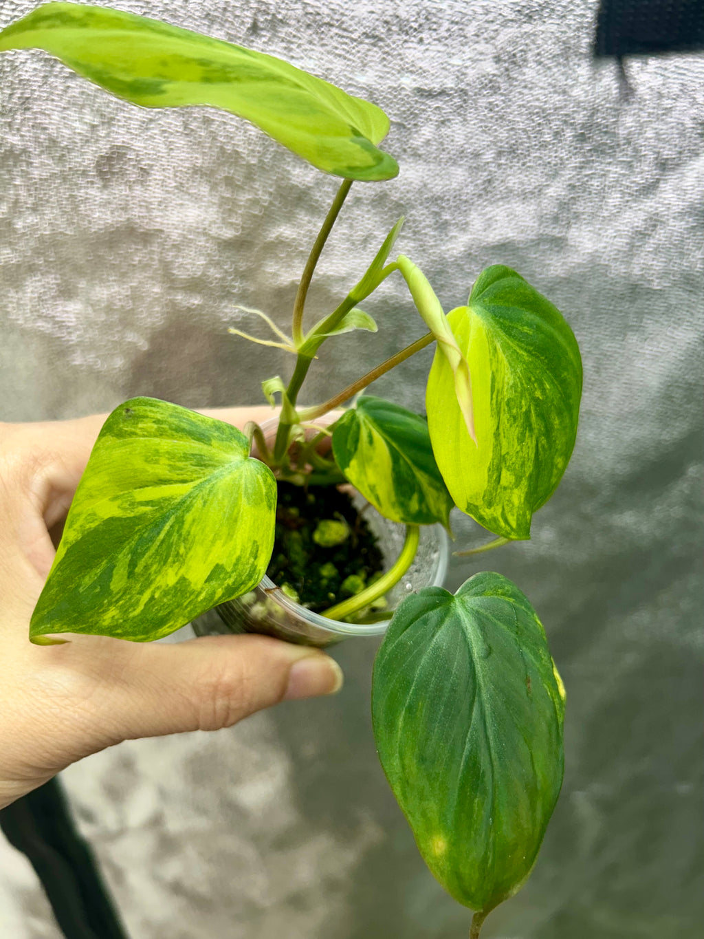 Micans Aurea Philodendron
