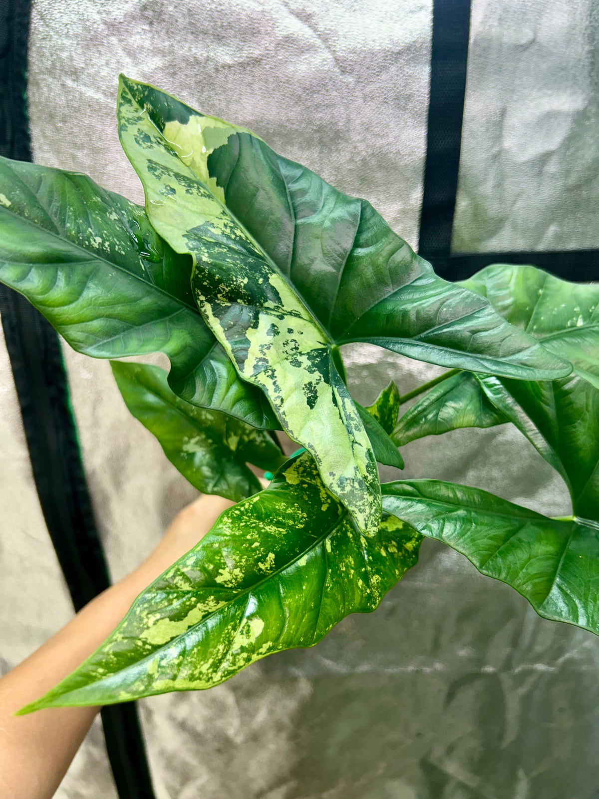 Alocasia Simpo Albo