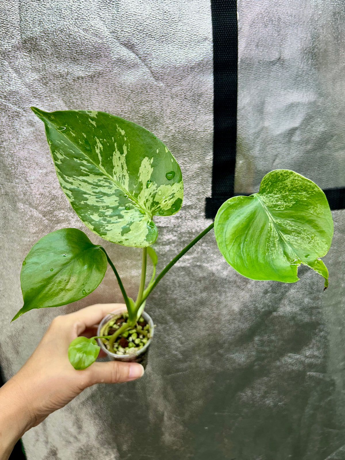 Monstera Vietciosa