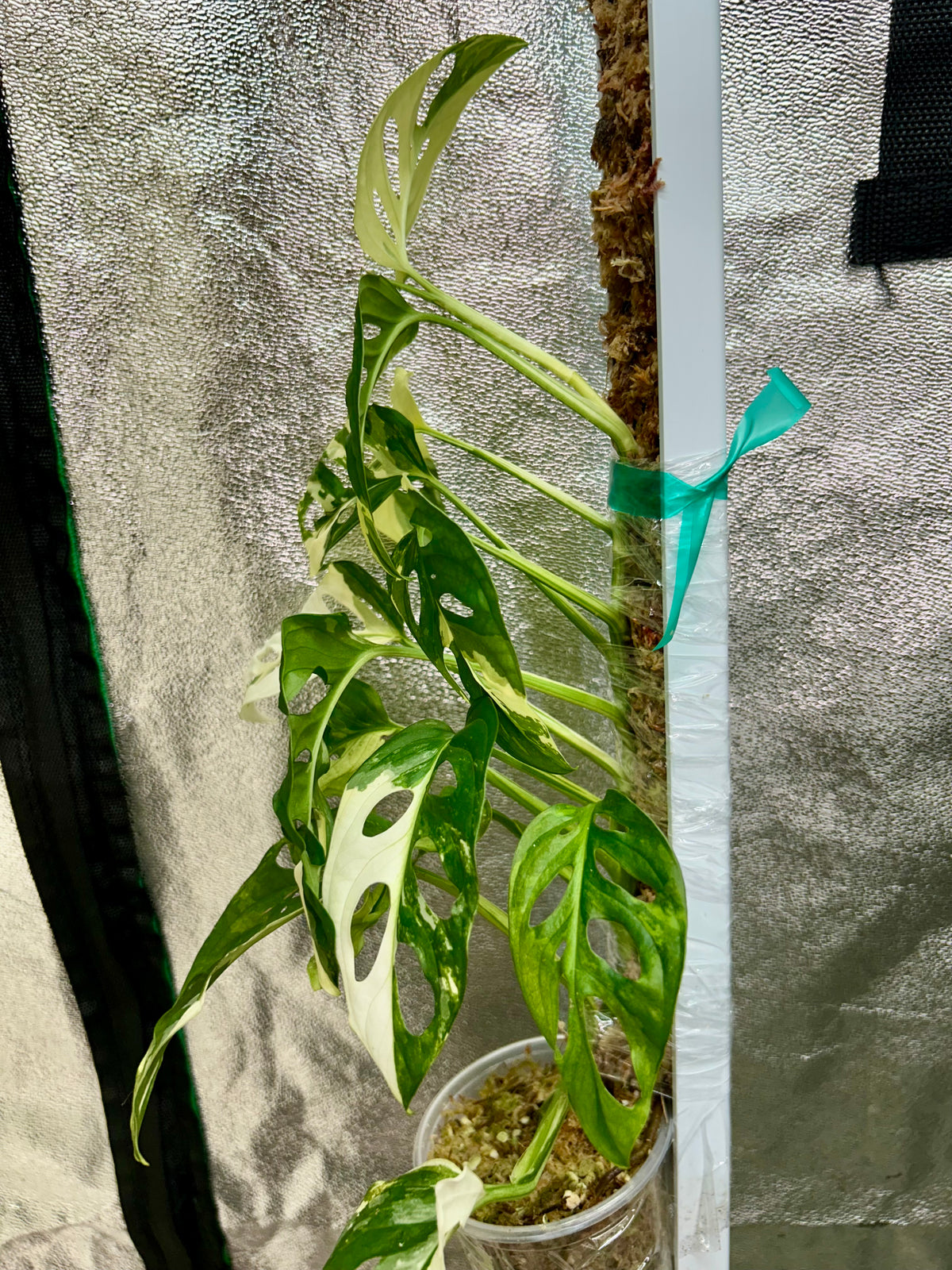 Monstera Adansonii Albo