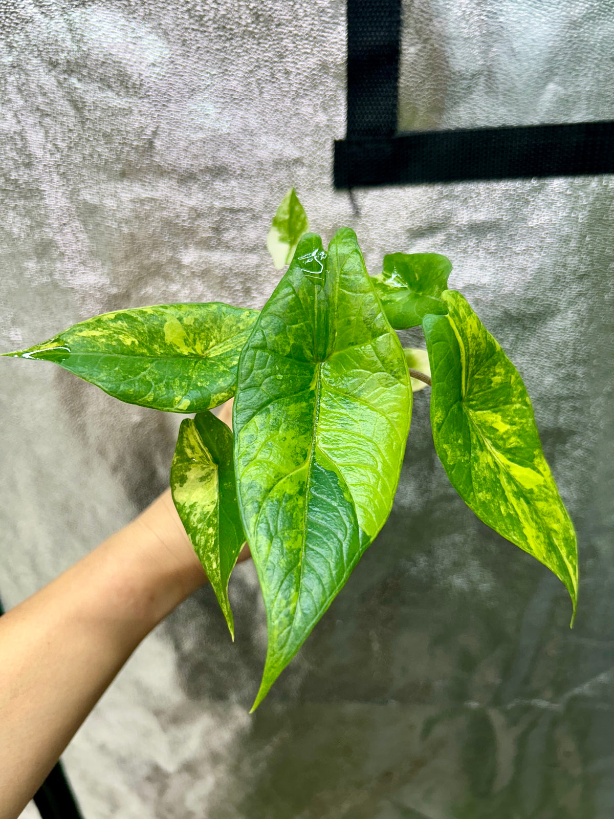 Alocasia Scalprum Aurea