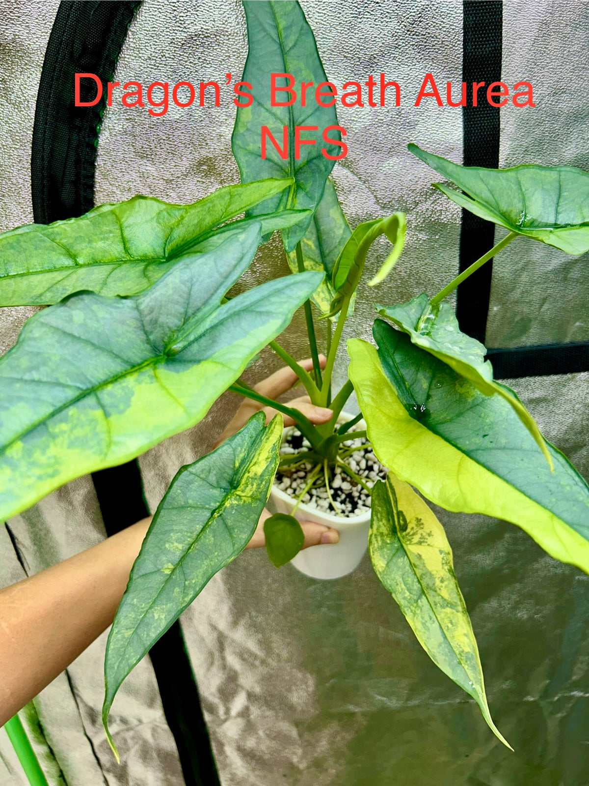 Alocasia Dragon’s Breath Aurea