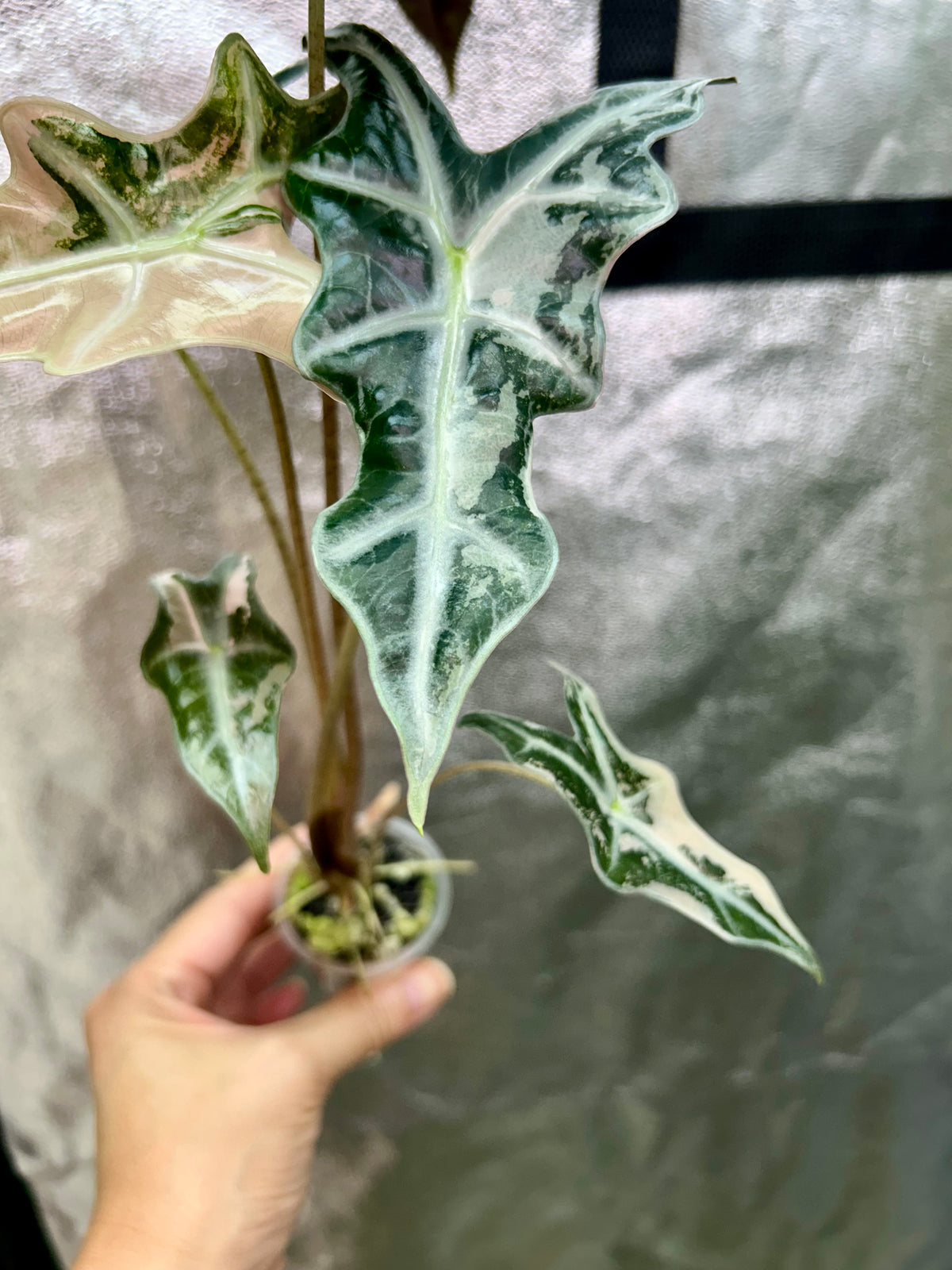 Alocasia Sanderiana Nobilis Pink