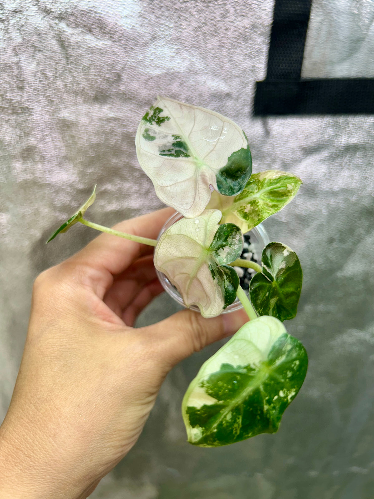 Pink Balloon Heart Philodendron
