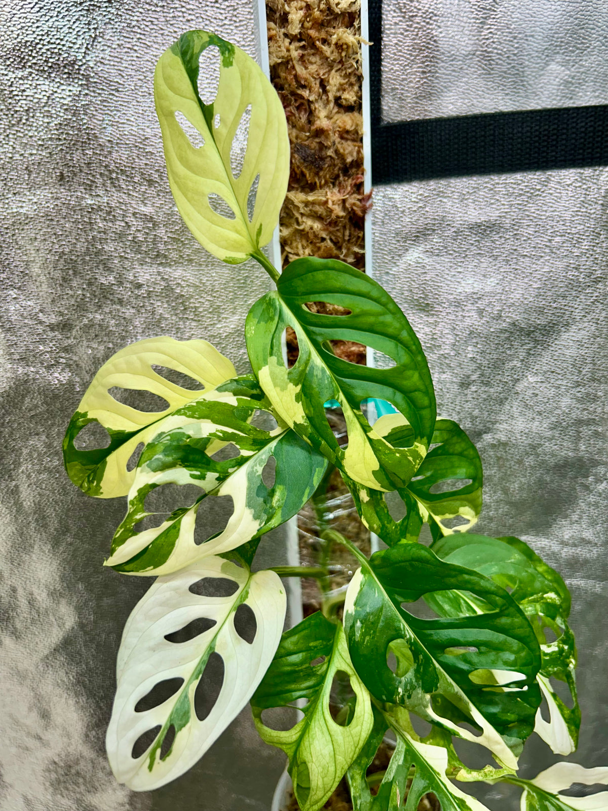 Monstera Adansonii Albo
