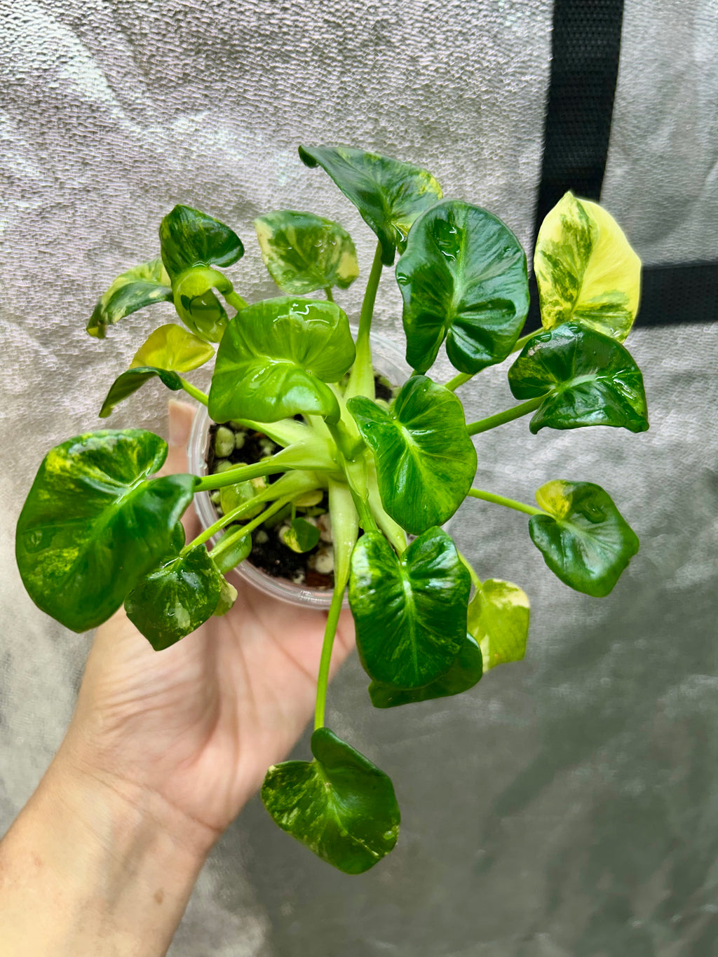Philodendron Atom Aurea