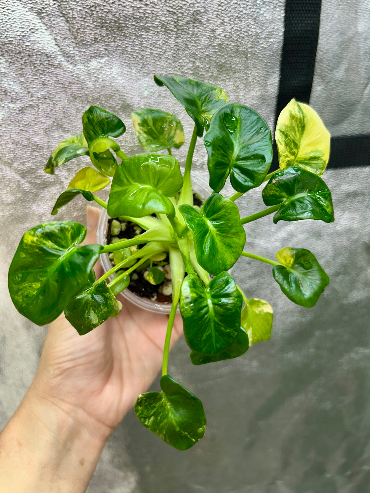 Philodendron Atom Aurea