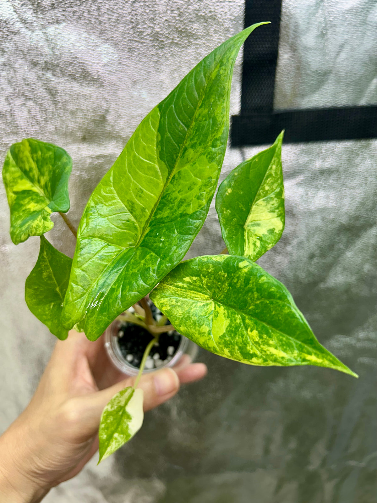 Alocasia Scalprum Aurea