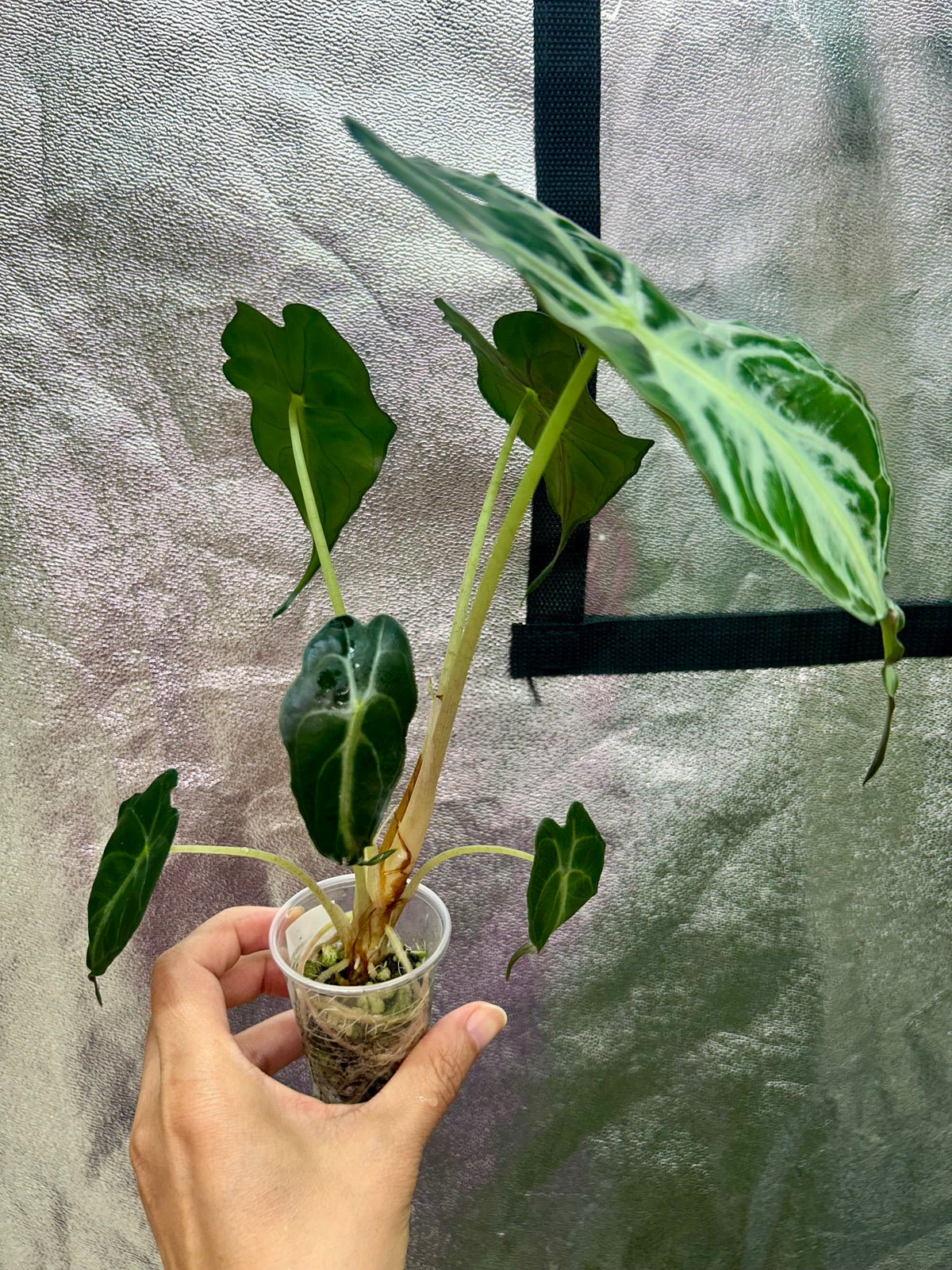 Alocasia Venom