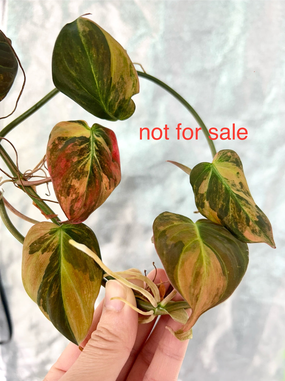 Micans Aurea Philodendron