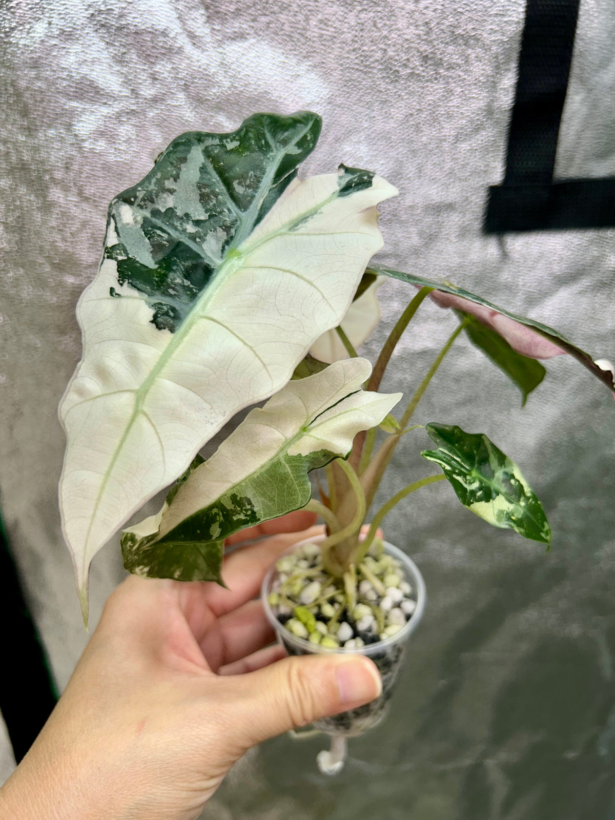 Alocasia Polly Pink Snowflake
