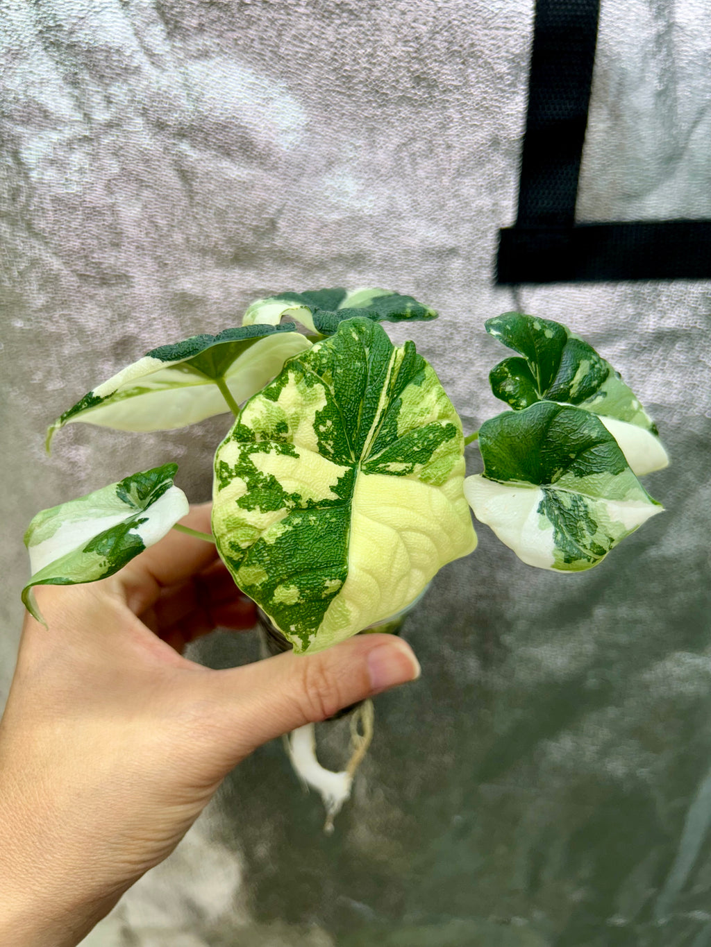 Alocasia Melo Albo