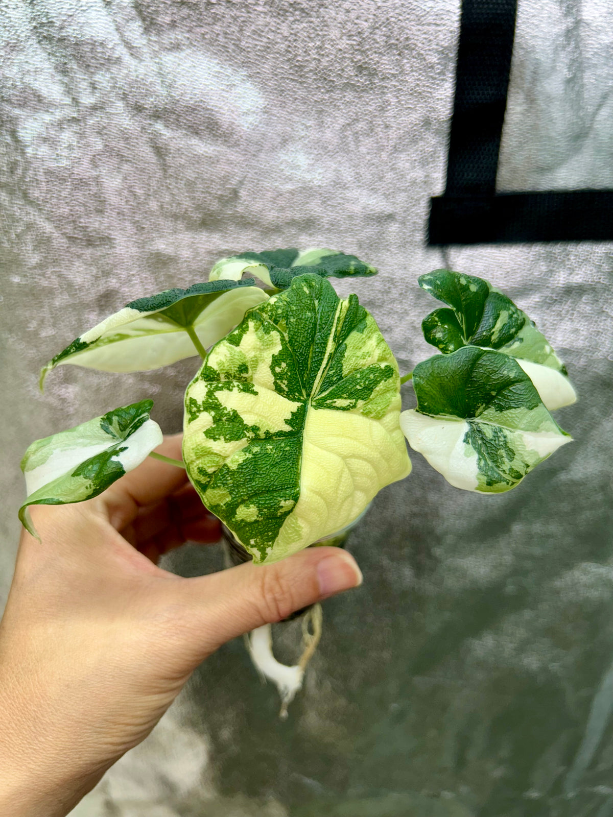 Alocasia Melo Albo