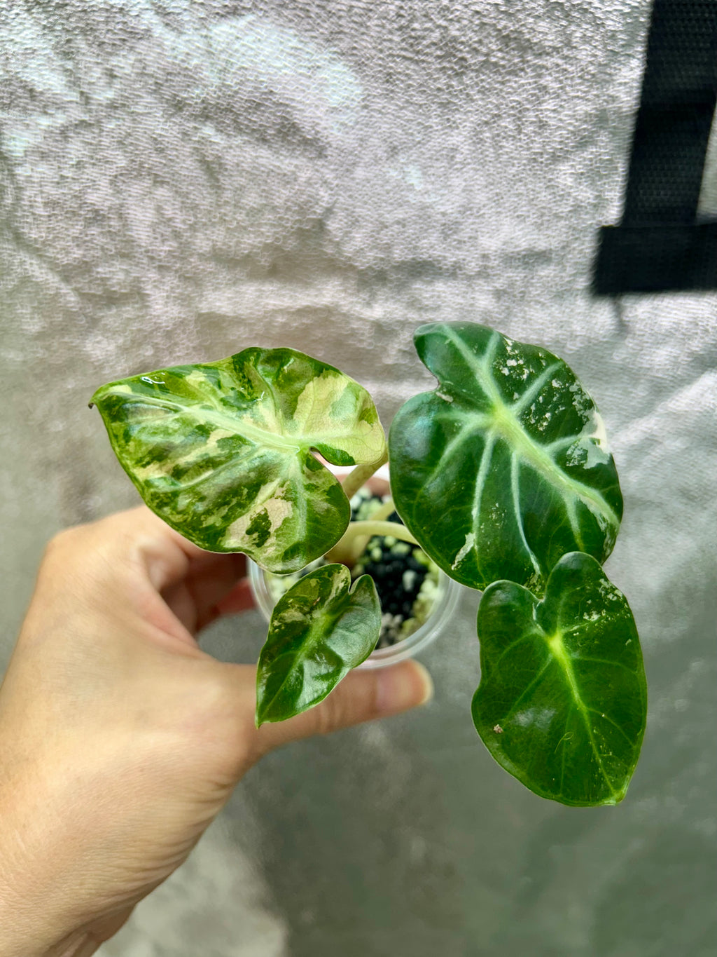 Pink Balloon Heart Philodendron