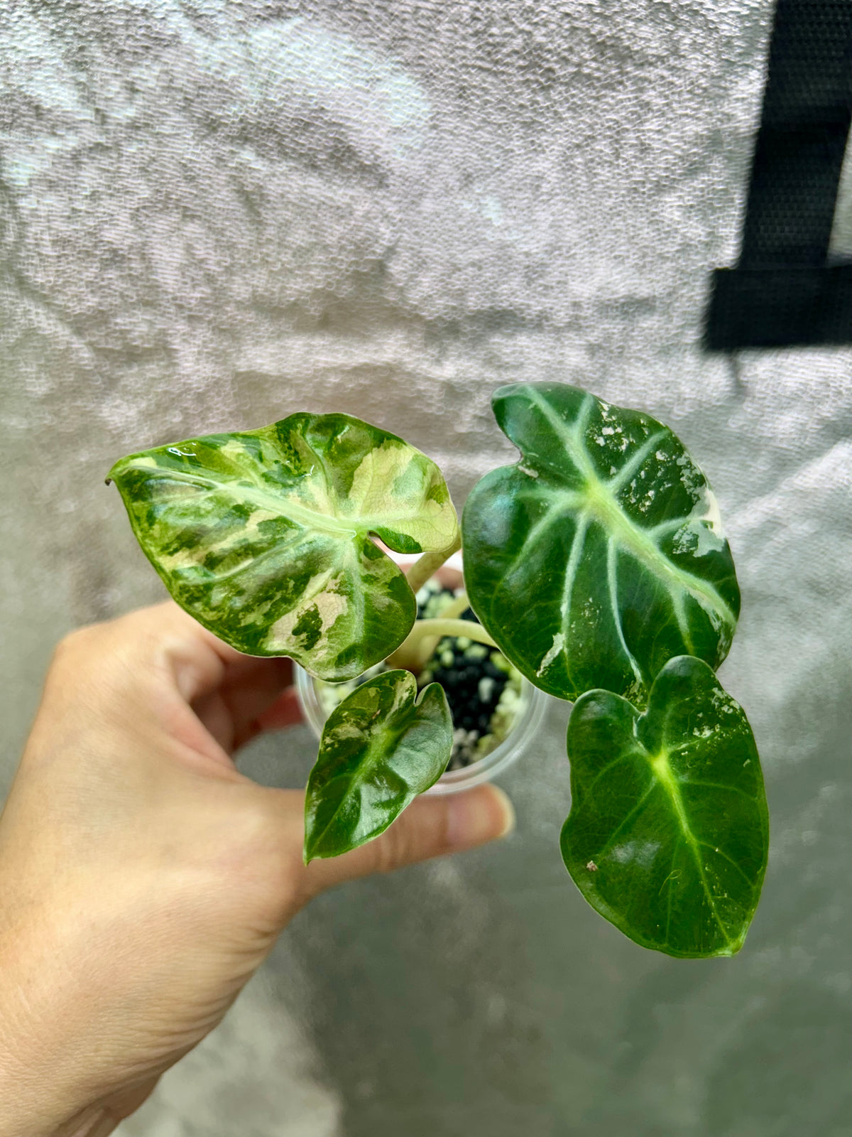Pink Balloon Heart Philodendron