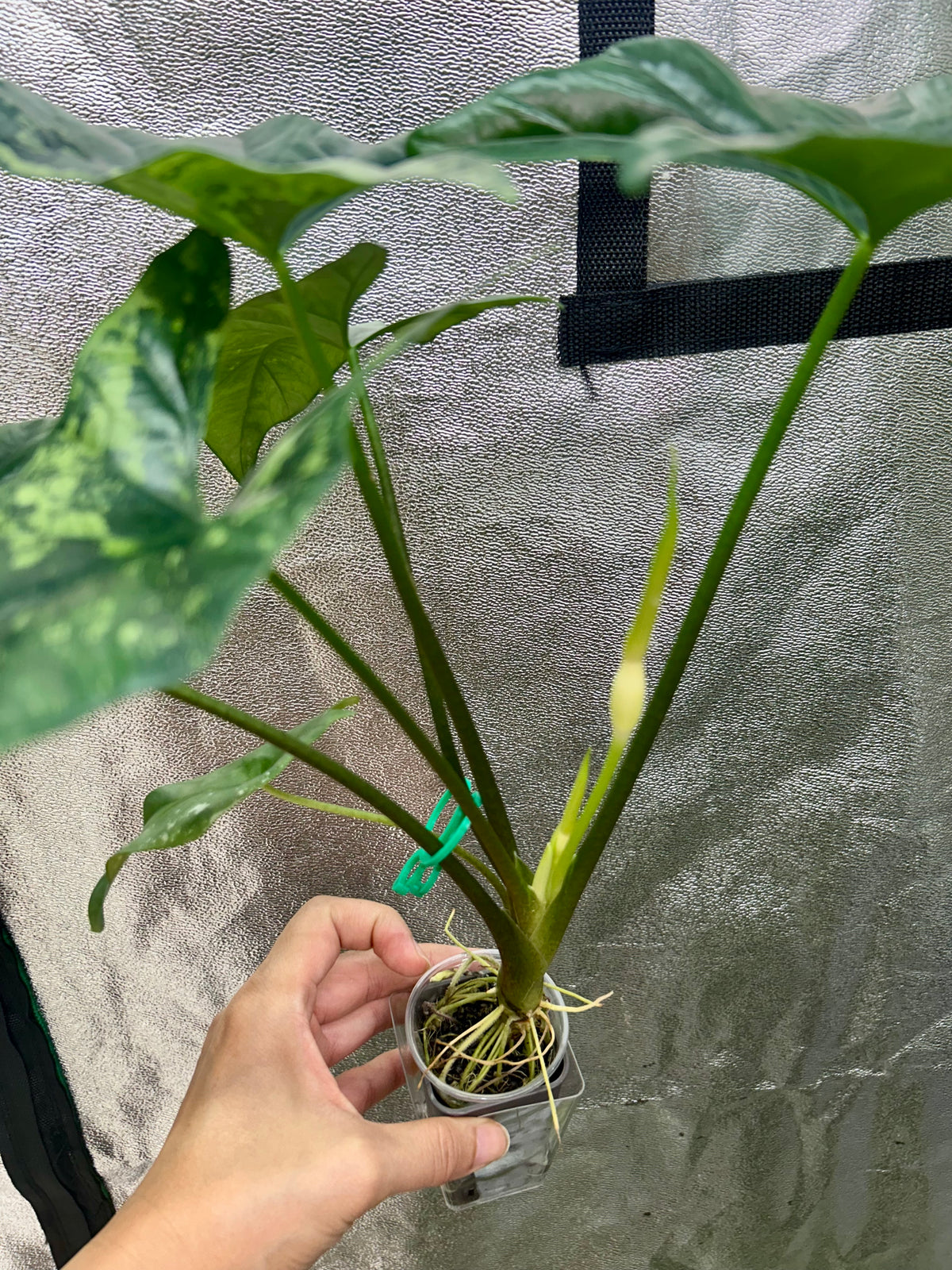 Alocasia Simpo Albo