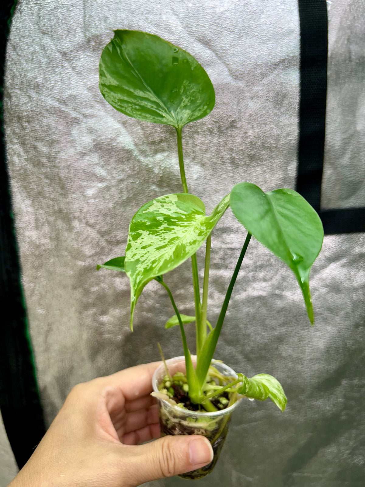 Monstera Vietciosa